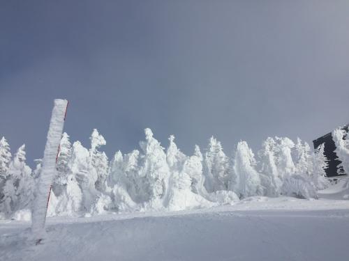 海外旅行だけでなく国内スキーも行くよ♪　2019年2月・志賀高原の巻