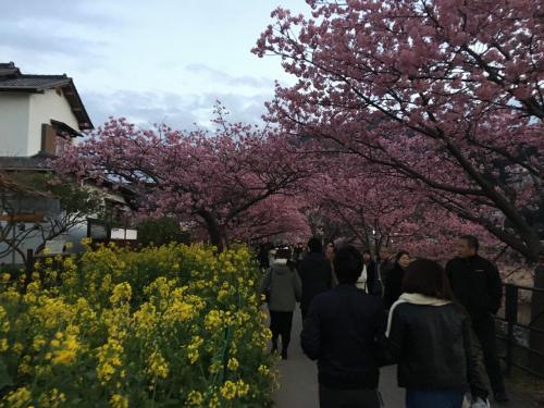 河津桜といちご狩り  春のバスツアー大渋滞の旅！
