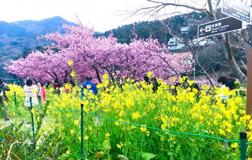 2019 河津桜まつり