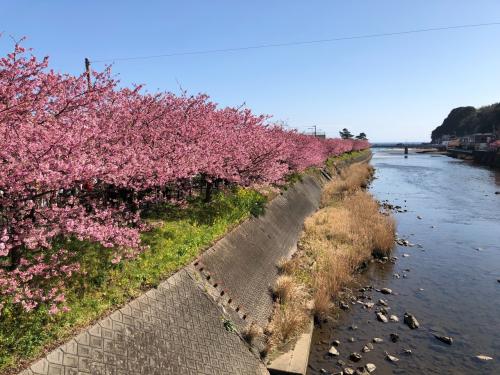 強羅温泉と河津桜の旅