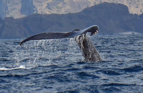 にっぽん丸の小笠原クルーズ：　ザトウクジラのホエールウォッチング、アホウドリとアカガシラカラスバトの撮影