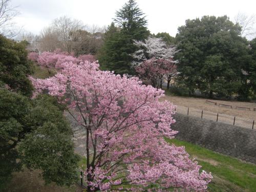 新元号発表の日・国営昭和記念公園で桜を見る女子会