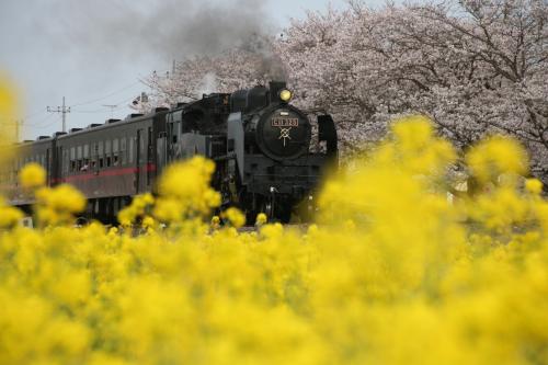 ブララブコー  「今年も行ってきました♪春限定！サクラと菜の花と真岡鐵道と蒸気機関車」