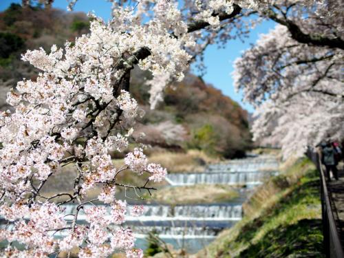 不良夫婦 宮城野早川堤の桜 を訪れる
