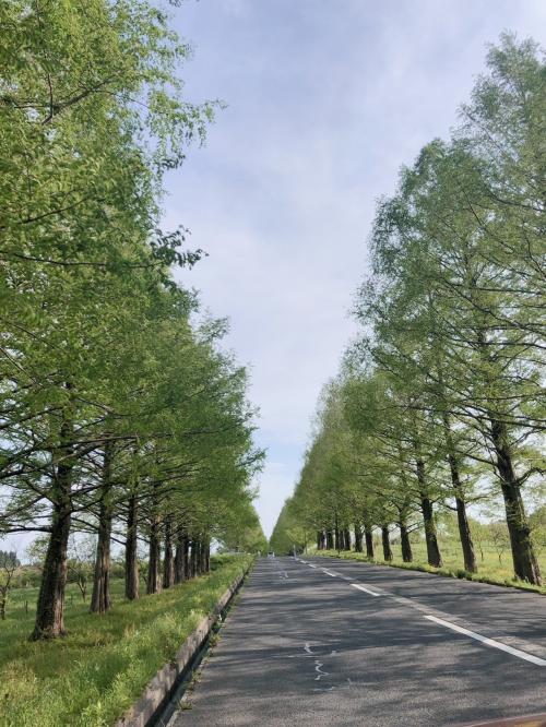 【滋賀】インスタ映え☆彡マ～キノのメタセコイア並木は素敵