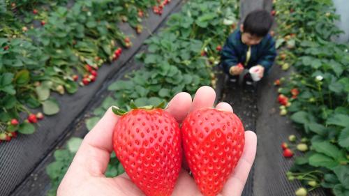 2019 2月&amp;3月 いちごがり 今年は千葉と栃木の2本立て