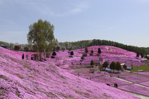 北海道春の花巡り　ひがしもこと芝桜公園～たきかわ菜の花まつり
