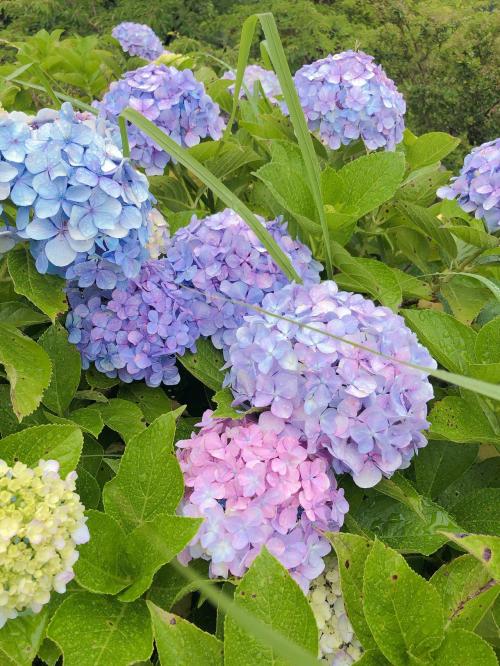 【葉山】紫陽花と葉山イタリアン