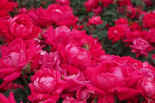 曇りの日こそ薔薇を愛でに～喫茶ラック・浜寺公園・喫茶篝編～