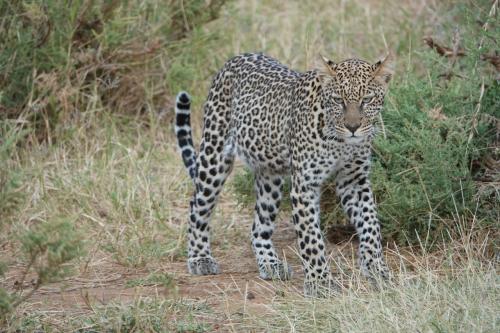 10度目のケニア ※7日目～最終日 【Samburu Game Lodge ～帰国】