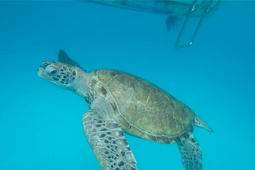 2019年8月③マレーシア レダン島4泊6日の旅☆3日目～ウミガメに会いにシュノーケリングツアー　ターラスビーチ＆スパリゾートに滞在