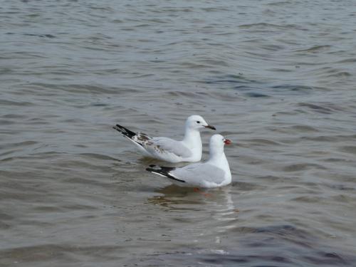 １歳子連れ　メルボルン旅行2019④