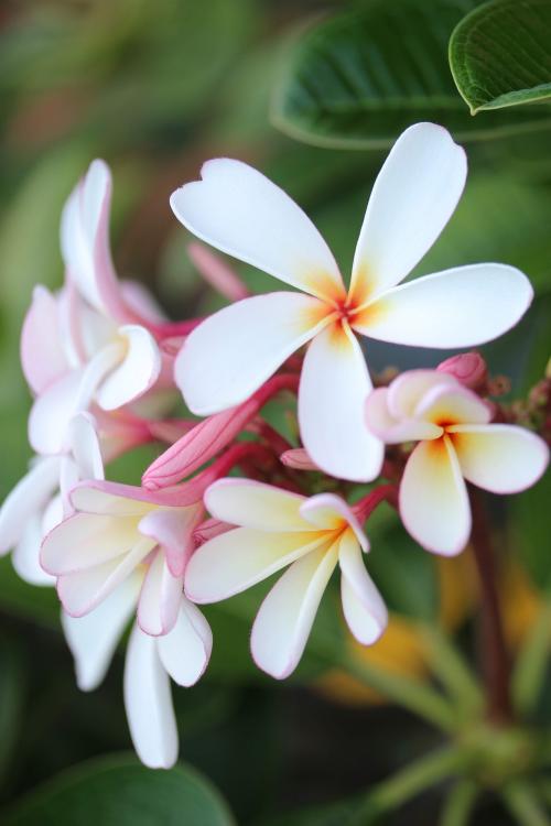 プーケットの隠れ家リゾート スリ パンワ Sri panwa②朝食やレストラン編