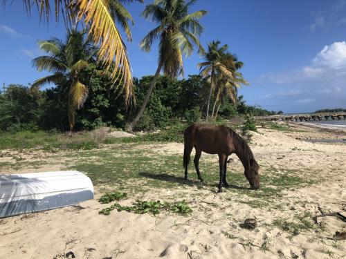 2019年2度目のプエルトリコ！ビエケス島にて馬とビーチを満喫 Part 2
