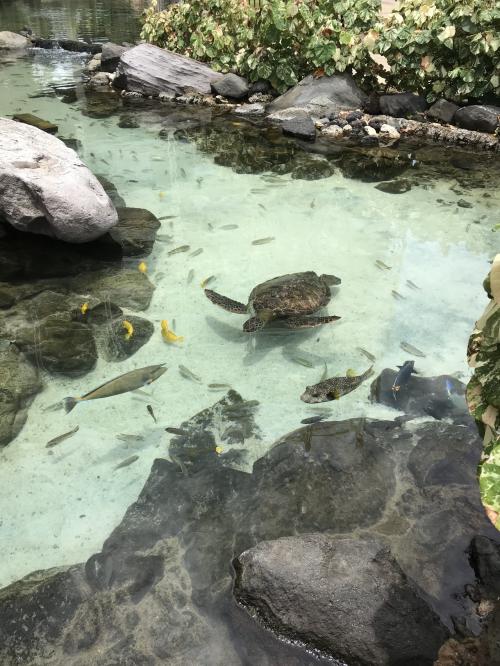 子連れでハワイ島とオアフ島へ！オアフ島編