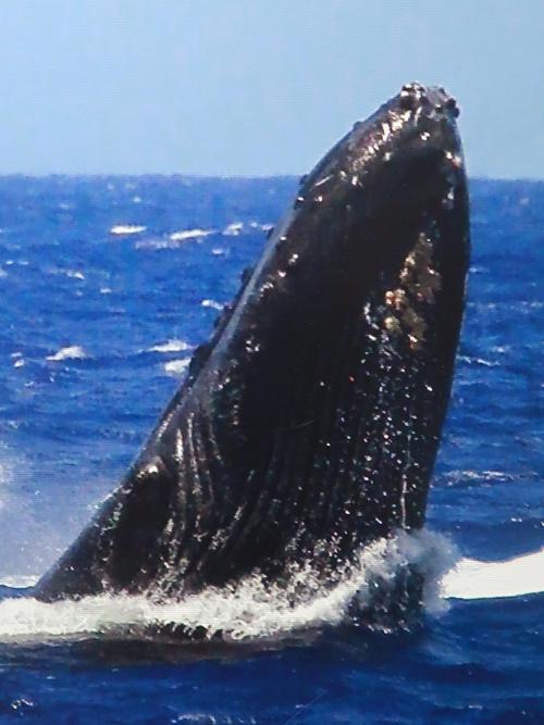 Oahu-49　ホエールウォッチ！クジラ目撃-撮影は至難　☆潜水45分・浮上一瞬/接近禁止で