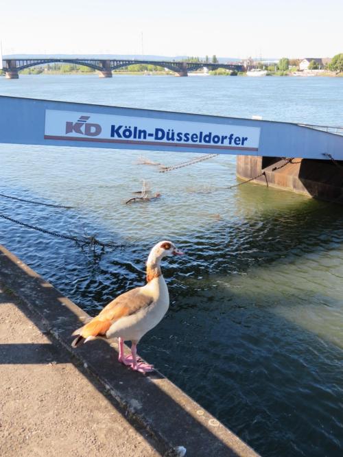 心の安らぎ旅行（2019年5月 Mainz マインツPart27 Rhein ライン川♪）