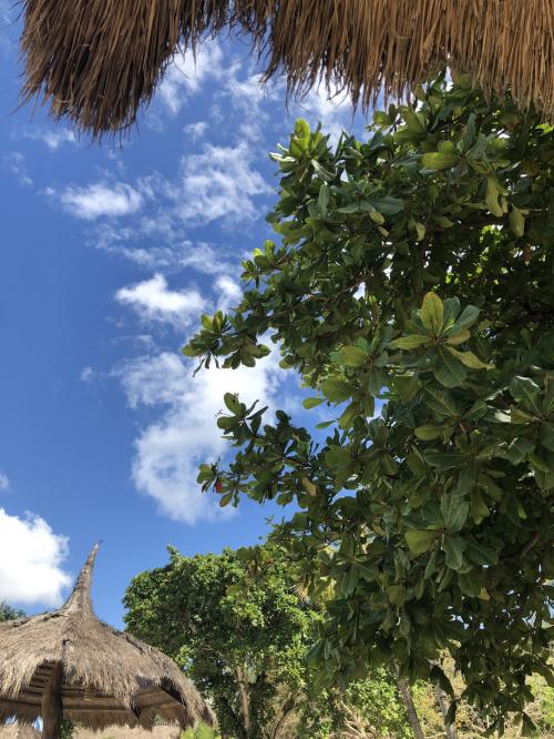 セブ島　子連れ旅行①