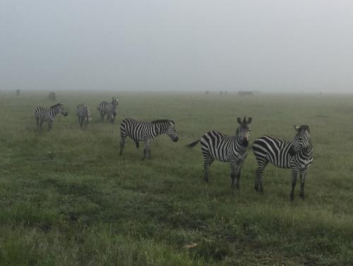 ロンドン・ナイロビ出張(その36) 12日目-1 おまけのマサイマラ、朝靄の中を最後のサファリ。サイには逢えず！ 