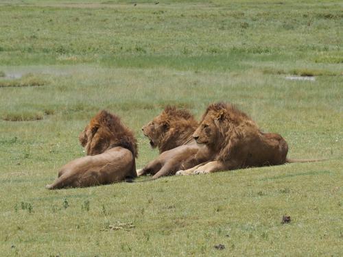 タンザニア・ケニア　サファリ紀行  ３/４　　２０２０年：タンザニア　　６～７日目　　　ンゴロンゴロ自然保護区、アンボセリ国立公園
