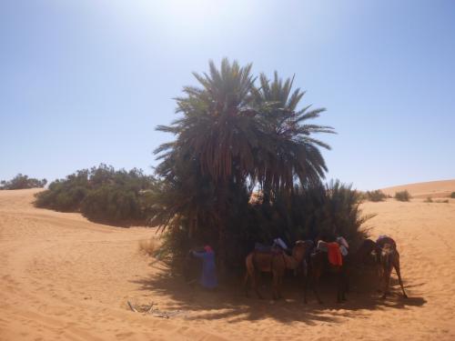 コロナ騒動ど真ん中モロッコ一人旅④～ラクダとサハラ砂漠のど真ん中2泊・アルジェリア国境は目と鼻の先～