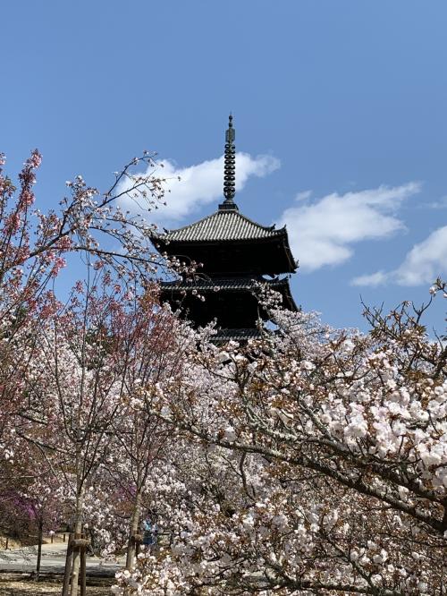 城下町旅ラン（15）桜の季節に嵐山から金閣寺・京都