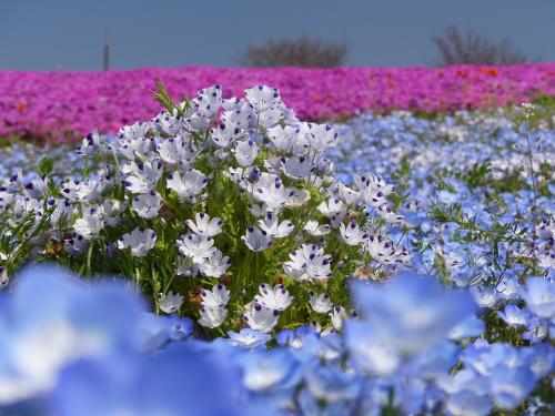 「八王子山公園」のネモフィラ_2020_芝桜もポピーも見頃、サクラも残ってます（群馬県・太田市）