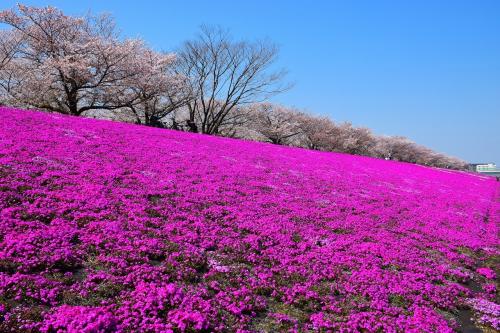 【東京散策105-1】都内最大の芝桜と荒川周辺を散歩してみた《新荒川大橋緑地の芝桜》