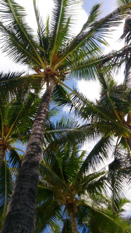 大好きハワイ1日目