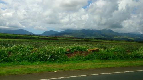 大好きハワイ2日目