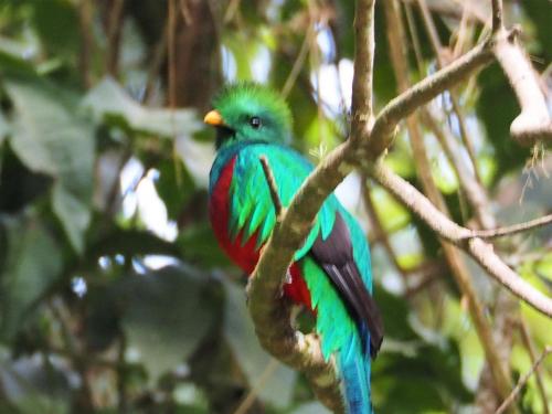 中米・コスタリカへ行って、世界で一番美しい鳥「ケツァール」を見てみよう