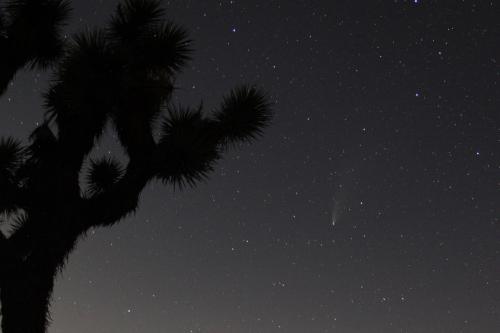 ネオワイズ彗星を見にジョシュアツリー国立公園へ