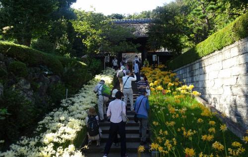 横浜西方寺の彼岸花　４色の彼岸花が見ごろ