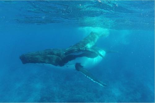 【ルルツ島】クジラを求めて海へ｜タヒチでクジラと泳ぐ旅①