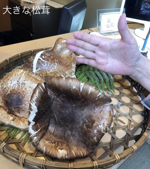 松茸で人気のおすすめ旅行記・ブログ(国内)【フォートラベル】
