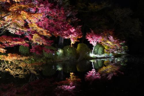 20201115-2 京都 京都府立植物園の紅葉ライトアップ