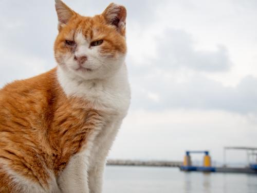 北九州ひとり旅02: 民宿ねェ 店もねェ あるのは自動販売機の馬島へ猫たちに会いにちょいと船旅