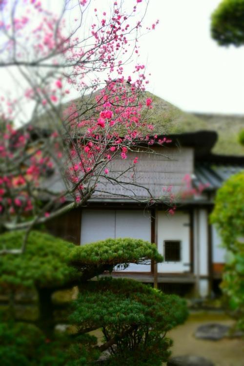 水郷のまち柳川の雛祭り『さげもんめぐり』　旧戸島家住宅
