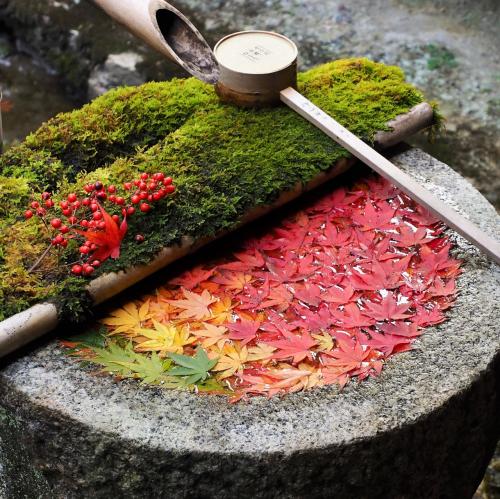 秋の京都で紅葉三昧 今度は女子旅　(2) 毘沙門堂と柳谷観音、ちょっとだけ大阪　