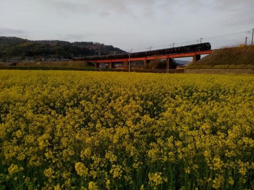 2021年春、JRの八坂川鉄橋土手は菜の花咲かずとも周辺の畑は今年初めて菜の花が満開に咲き「ななつ星」も走りました!(*^-^*)!