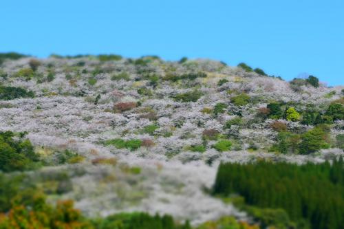 密です！　密です！！　桜が密です！！！　　日南市花立公園