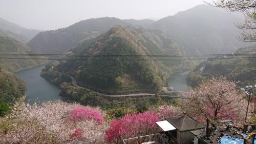 高知県 仁淀川町 寺村 花の里公園とひょうたん桜