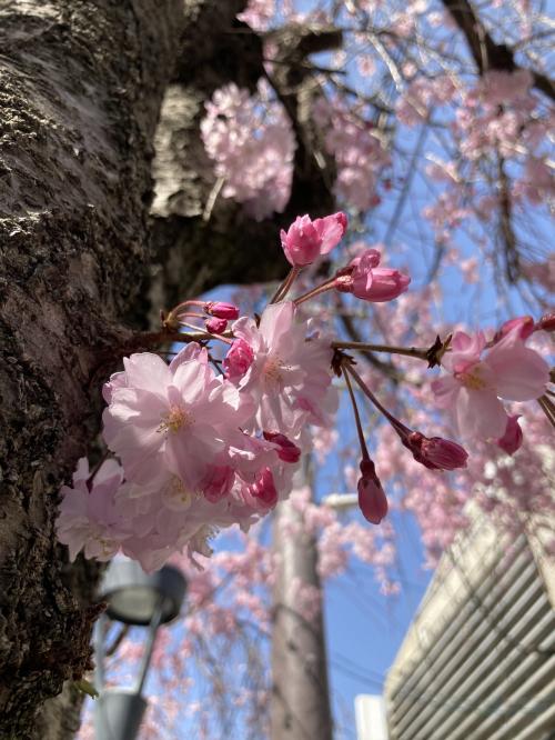 今年は早いよ！続々開花　裁判所の八重紅枝垂れ・京都御苑のいろんな桜
