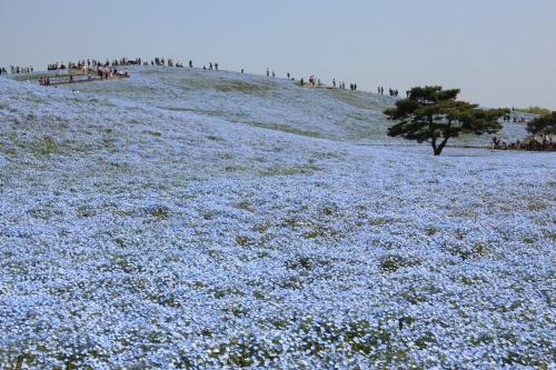 ひたち海浜公園　　～ネモフィラとチューリップ～