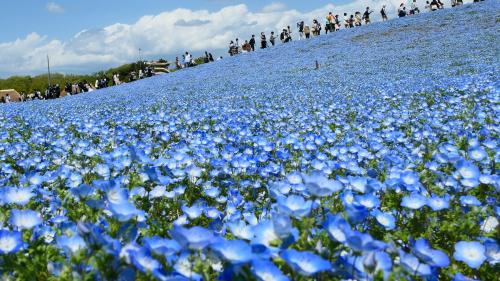 瑠璃唐草に埋もれたい！と思ったのに結局また鬱金香　～ひたち海浜公園～