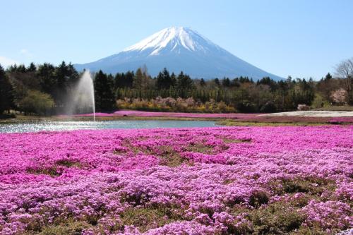 春の花々と富士山