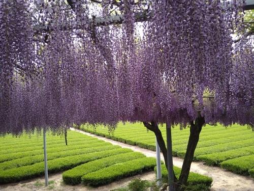 「千財農園の藤」「大分農業文化公園のネモフィラ」を愛で、湯平温泉に泊まりに行く