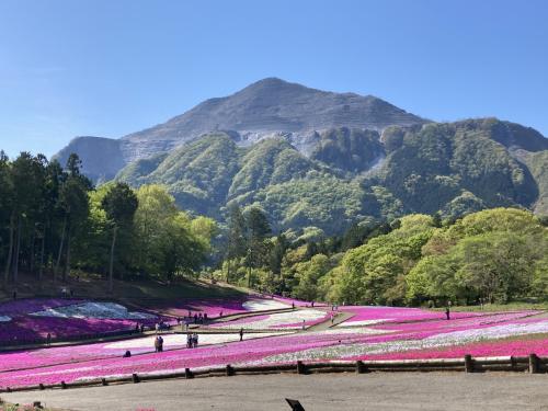 秩父羊山公園の芝桜と長瀞岩畳とかき氷。もちろん一人旅の2021年4月22日。