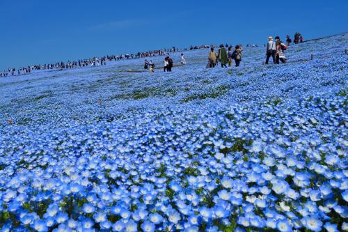 2021年春　青の絶景！丘と空がつながるネモフィラの国営ひたち海浜公園