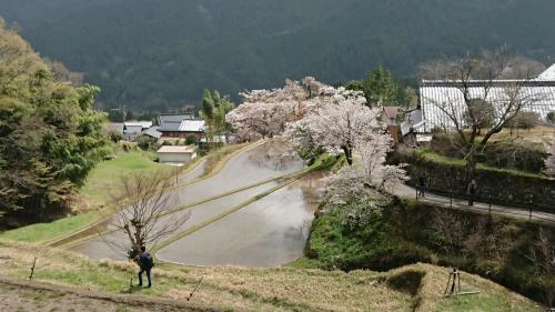 三多気の桜、何とかギリギリ間に合った。。。